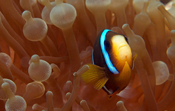 Coral before and after