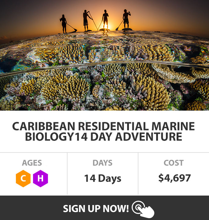 14 Day Marine Biology Adventure Program with Coral Conservation Component in Mexican Caribbean with Dive Mentor for High School Students