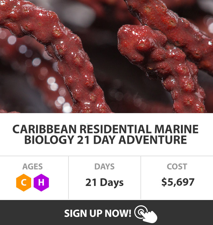 21 day caribbean marine biology program for high school students