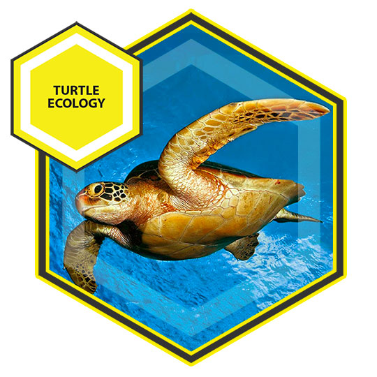 Turtle Ecology Program